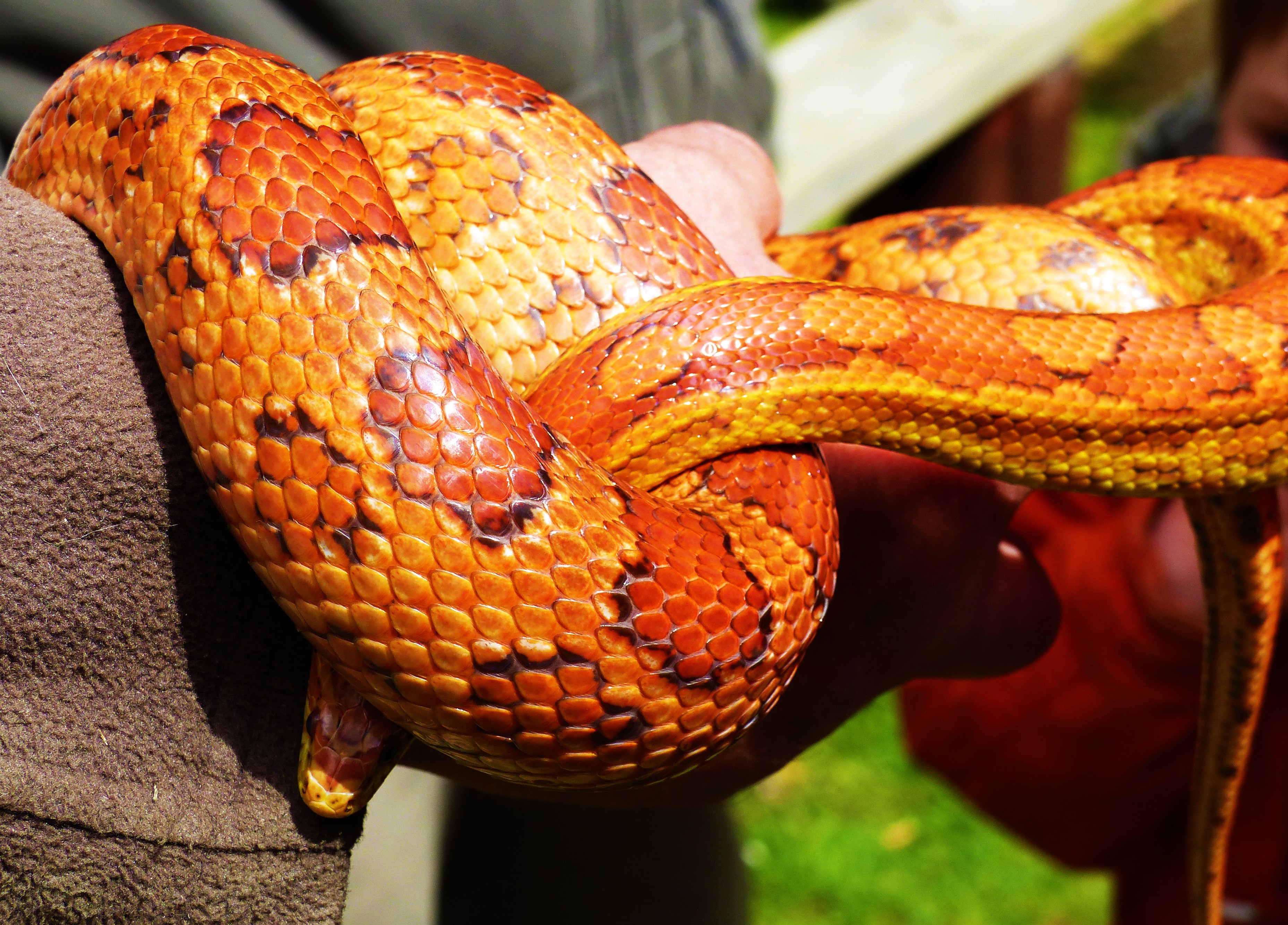 Photography – Corn Snake, Boa Constrictor and Dragons – at Bridlington Animal Park ...